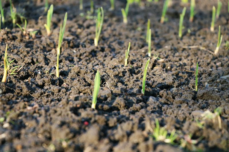 Spring Growth Period