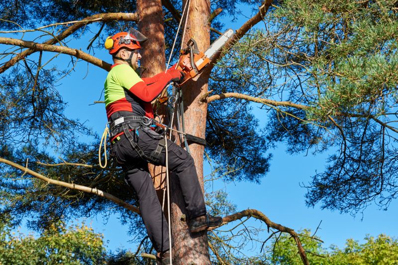Arborists for Tree Removal